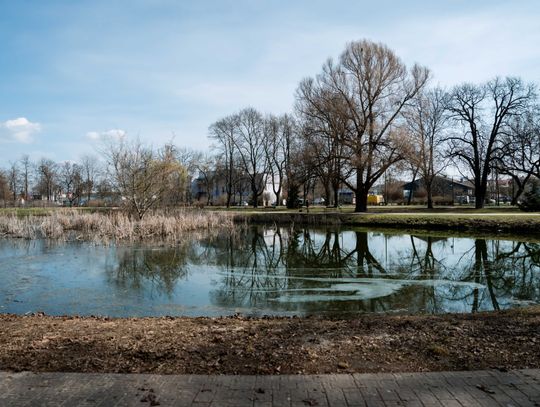Zaśmiecone oczko wodne w Starym Ogrodzie (zdjęcia)