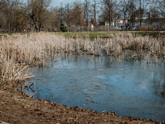Zaśmiecone oczko wodne w Starym Ogrodzie (zdjęcia)