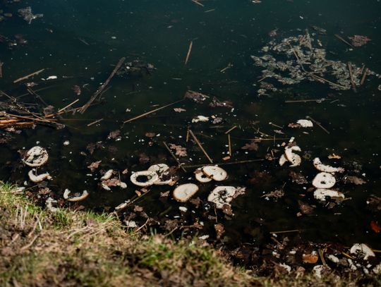 Zaśmiecone oczko wodne w Starym Ogrodzie (zdjęcia)