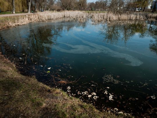 Zaśmiecone oczko wodne w Starym Ogrodzie (zdjęcia)