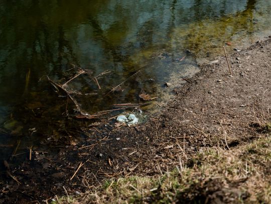 Zaśmiecone oczko wodne w Starym Ogrodzie (zdjęcia)
