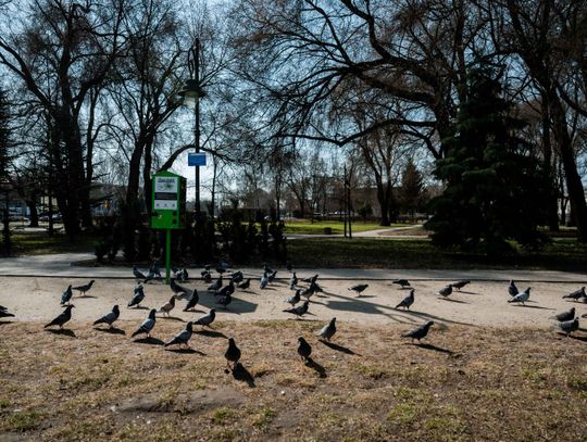 Zaśmiecone oczko wodne w Starym Ogrodzie (zdjęcia)