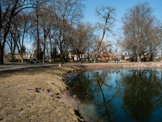 Zaśmiecone oczko wodne w Starym Ogrodzie (zdjęcia)
