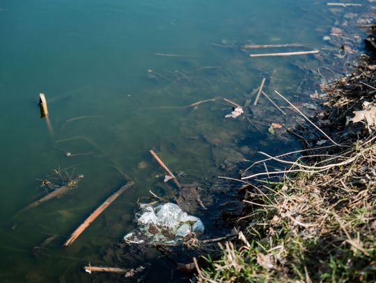 Zaśmiecone oczko wodne w Starym Ogrodzie (zdjęcia)