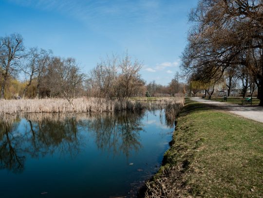Zaśmiecone oczko wodne w Starym Ogrodzie (zdjęcia)