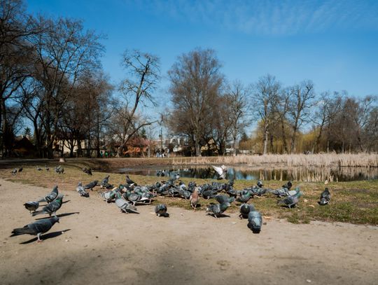 Zaśmiecone oczko wodne w Starym Ogrodzie (zdjęcia)
