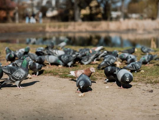 Zaśmiecone oczko wodne w Starym Ogrodzie (zdjęcia)