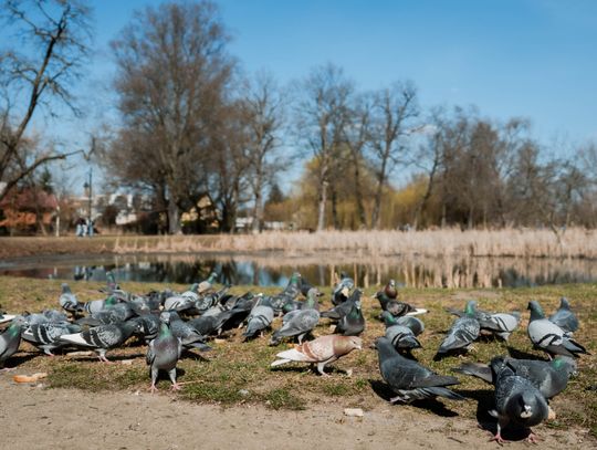Zaśmiecone oczko wodne w Starym Ogrodzie (zdjęcia)