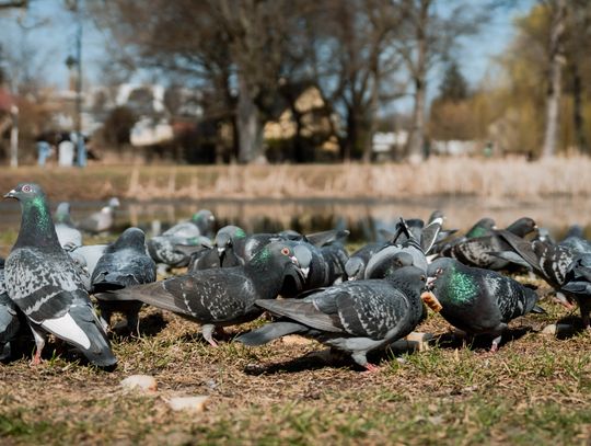 Zaśmiecone oczko wodne w Starym Ogrodzie (zdjęcia)