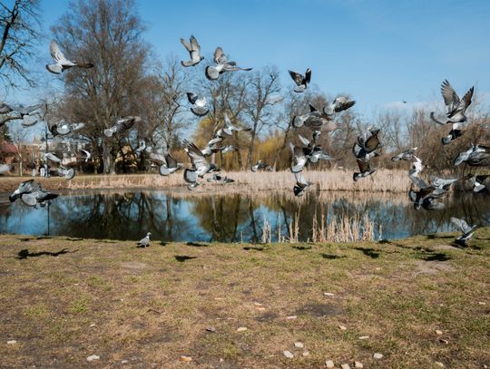 Zaśmiecone oczko wodne w Starym Ogrodzie (zdjęcia)