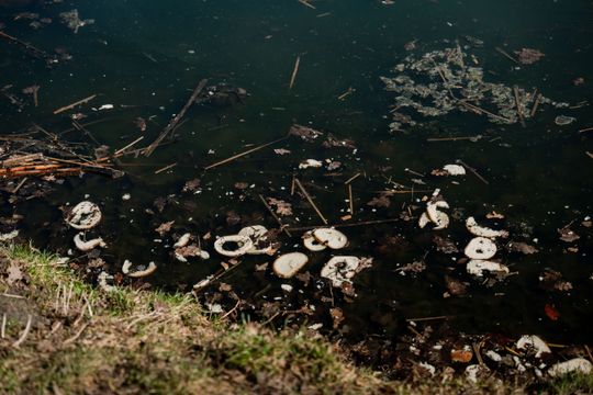 Zaśmiecone oczko wodne w Starym Ogrodzie (zdjęcia)