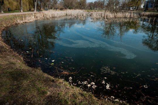 Zaśmiecone oczko wodne w Starym Ogrodzie (zdjęcia)