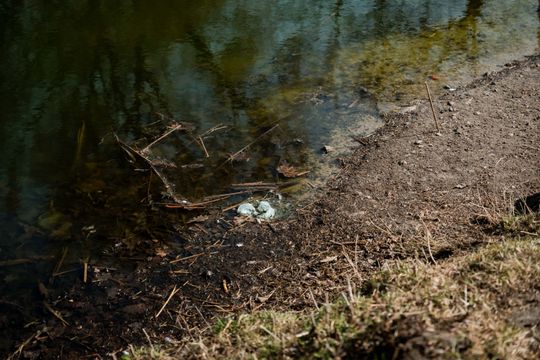 Zaśmiecone oczko wodne w Starym Ogrodzie (zdjęcia)