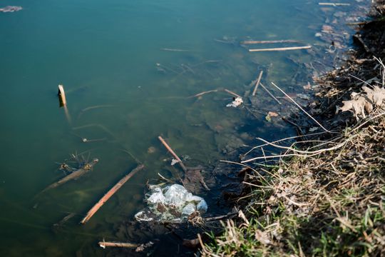 Zaśmiecone oczko wodne w Starym Ogrodzie (zdjęcia)