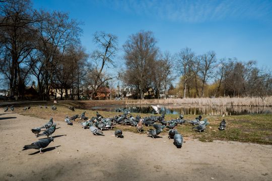 Zaśmiecone oczko wodne w Starym Ogrodzie (zdjęcia)