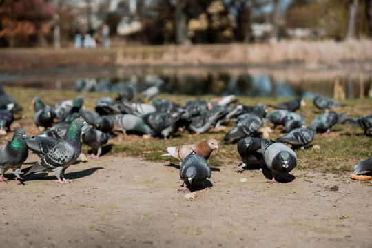 Zaśmiecone oczko wodne w Starym Ogrodzie (zdjęcia)
