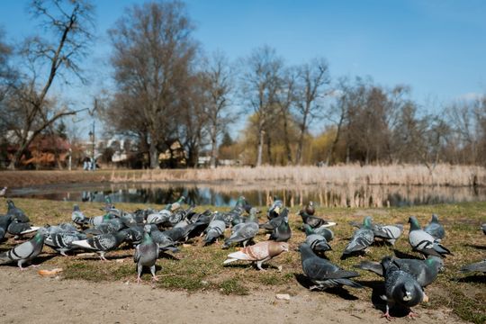 Zaśmiecone oczko wodne w Starym Ogrodzie (zdjęcia)