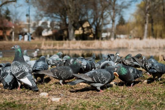 Zaśmiecone oczko wodne w Starym Ogrodzie (zdjęcia)