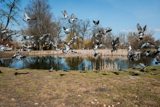 Zaśmiecone oczko wodne w Starym Ogrodzie (zdjęcia)