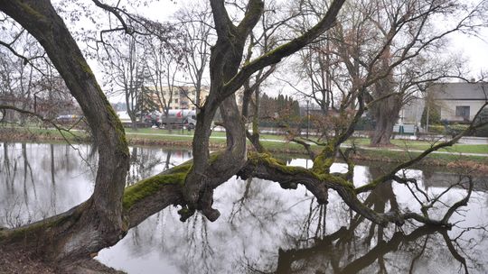 Krzywe drzewo, Zamek i znane miejsca w Szydłowcu
