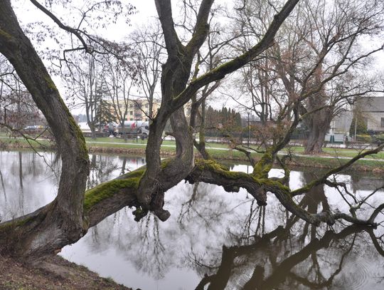 Krzywe Drzewo, Zamek i znane miejsca w Szydłowcu