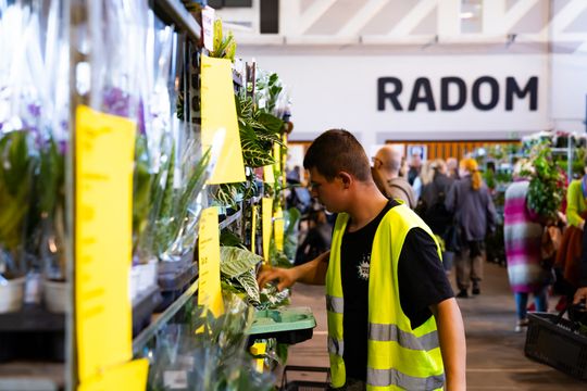 Festiwal roślin w Radomiu (zdjęcia)