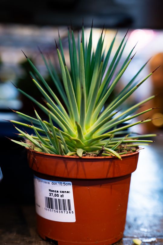 Festiwal roślin w Radomiu (zdjęcia)