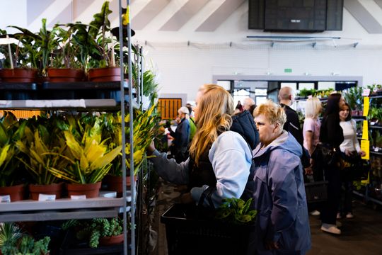 Festiwal roślin w Radomiu (zdjęcia)