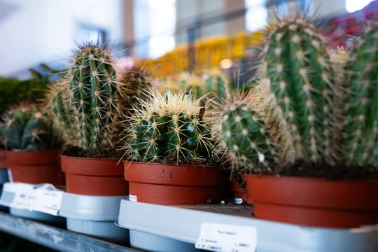 Festiwal roślin w Radomiu (zdjęcia)