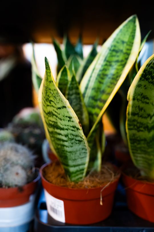 Festiwal roślin w Radomiu (zdjęcia)