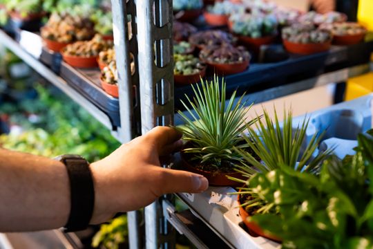 Festiwal roślin w Radomiu (zdjęcia)