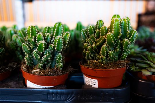 Festiwal roślin w Radomiu (zdjęcia)