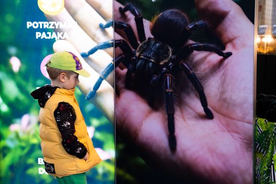 Festiwal roślin w Radomiu (zdjęcia)