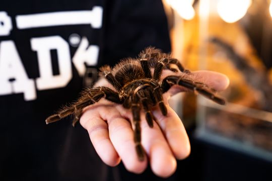 Festiwal roślin w Radomiu (zdjęcia)