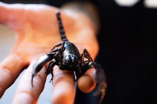 Festiwal roślin w Radomiu (zdjęcia)