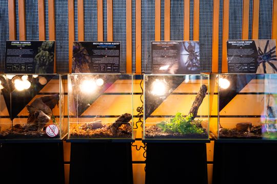 Festiwal roślin w Radomiu (zdjęcia)