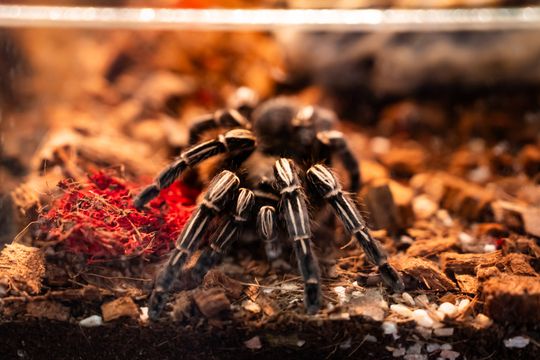 Festiwal roślin w Radomiu (zdjęcia)