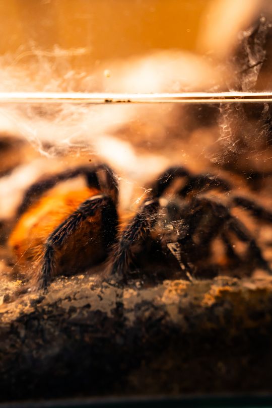 Festiwal roślin w Radomiu (zdjęcia)