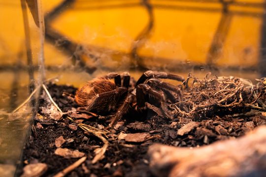 Festiwal roślin w Radomiu (zdjęcia)