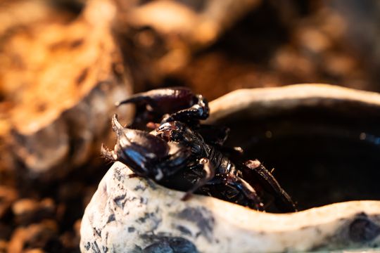 Festiwal roślin w Radomiu (zdjęcia)