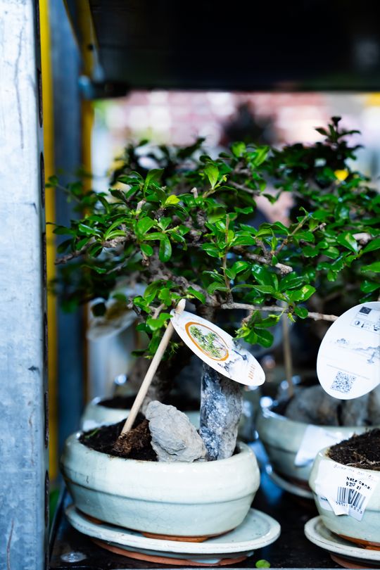 Festiwal roślin w Radomiu (zdjęcia)