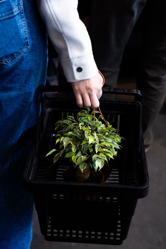 Festiwal roślin w Radomiu (zdjęcia)