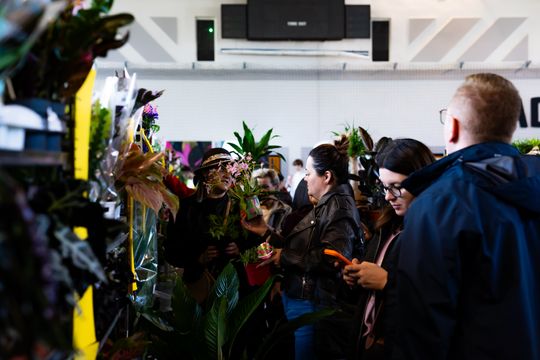 Festiwal roślin w Radomiu (zdjęcia)