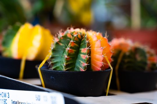 Festiwal roślin w Radomiu (zdjęcia)