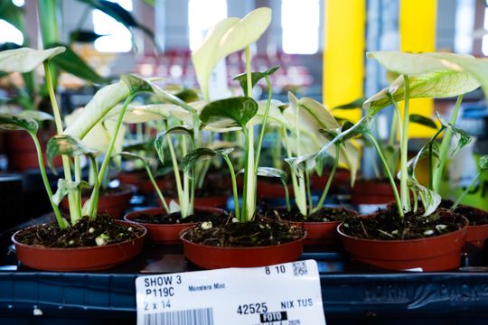 Festiwal roślin w Radomiu (zdjęcia)