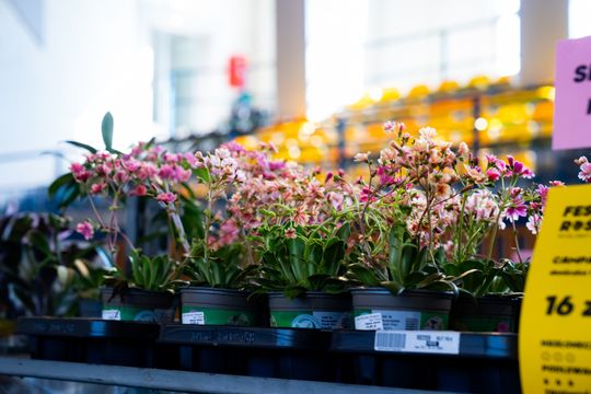 Festiwal roślin w Radomiu (zdjęcia)