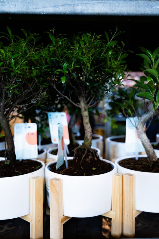 Festiwal roślin w Radomiu (zdjęcia)