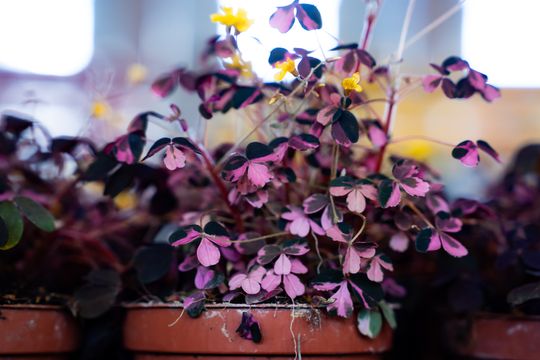 Festiwal roślin w Radomiu (zdjęcia)