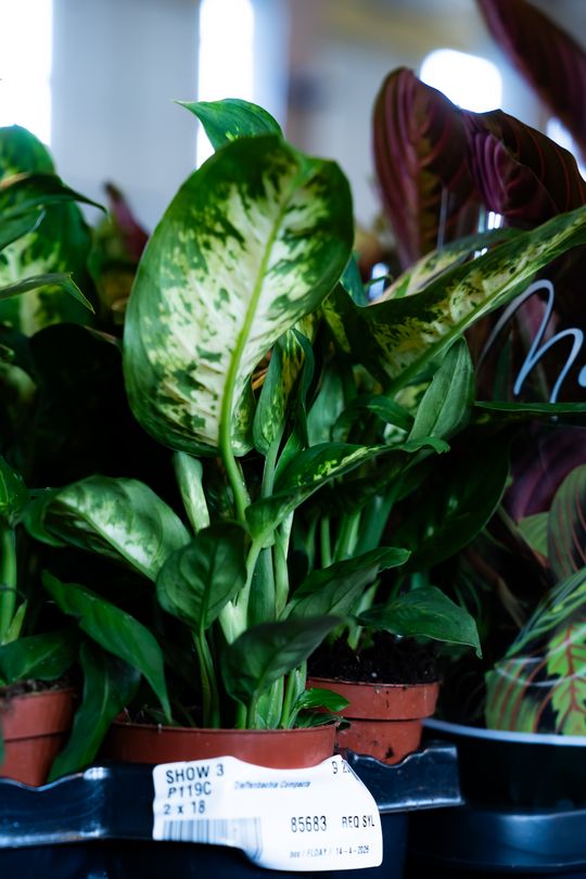 Festiwal roślin w Radomiu (zdjęcia)