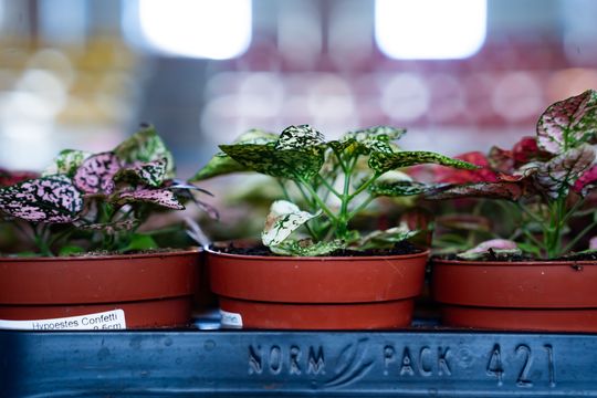 Festiwal roślin w Radomiu (zdjęcia)